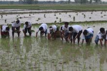 २० औ राष्ट्रिय धान दिवस २०८० 