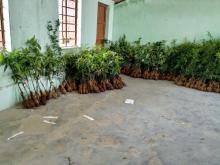 फलफूलको विरुवा वितरण कार्यक्रम