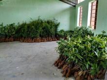 फलफूलको विरुवा वितरण कार्यक्रम