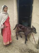 कृत्रिम गर्भधानबाट जन्मेको बाछा-बाछी