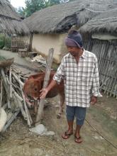 कृत्रिम गर्भधानबाट जन्मेको बाछा-बाछी