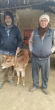कृत्रिम गर्भधानबाट जन्मेको बाछा-बाछी