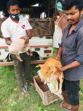 उन्नत जातका बोका र बंगुर वितरण