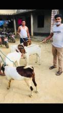 उन्नत जातका बोका र बंगुर वितरण