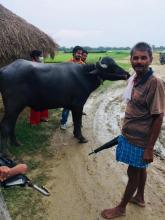 उन्नत जातको राँगो प्रजननको लागि भैसी पालन समूहलाई वितरण