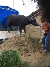 उन्नत जातको राँगो प्रजननको लागि भैसी पालन समूहलाई वितरण