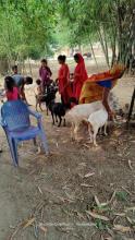 यस पटेर्वा सुगौली गा.पा पर्साको पशु सेवा शाखाबाट बाख्रा,खसी,बोकी आदीलाई पिपिआर भ्याकसिन लगाउने कार्य भई  रहेको केही तस्वीरहरु