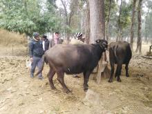 पशुपन्छी कोप कार्यक्रम