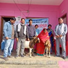 नसल सुधार कार्यक्रम अन्तर्गत बोयर जातको पाठा पाठी वितरण