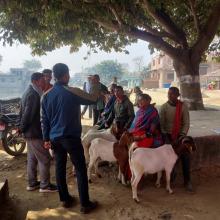 नसल सुधार कार्यक्रम अन्तर्गत बोयर जातको पाठा पाठी वितरण