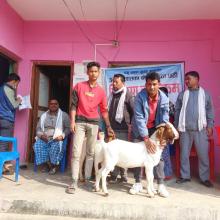 नसल सुधार कार्यक्रम अन्तर्गत बोयर जातको पाठा पाठी वितरण