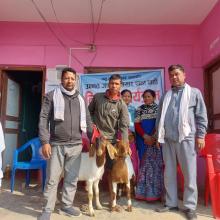 नसल सुधार कार्यक्रम अन्तर्गत बोयर जातको पाठा पाठी वितरण