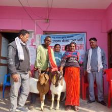 नसल सुधार कार्यक्रम अन्तर्गत बोयर जातको पाठा पाठी वितरण