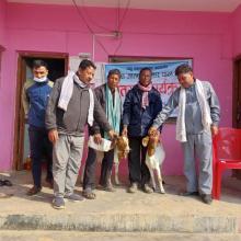 नसल सुधार कार्यक्रम अन्तर्गत बोयर जातको पाठा पाठी वितरण