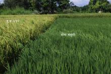 वर्षे धान खेती अनुगमन तथा निरिक्षणको तस्वीर