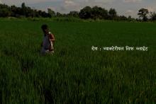 वर्षे धान खेती अनुगमन तथा निरिक्षणको तस्वीर