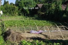 हिउदे तरकारी खेतीको तस्वीर