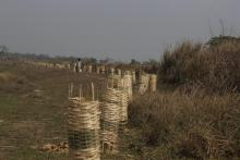 बृक्षा (बास) रोपन कार्यक्रमको तस्वीर