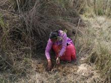 बृक्षा (बास) रोपन कार्यक्रमको तस्वीर